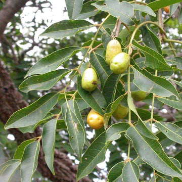Jocote Seeds - Fruit Plant For Home Gardens