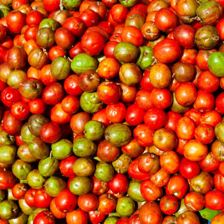 Jocote Seeds - Fruit Plant For Home Gardens