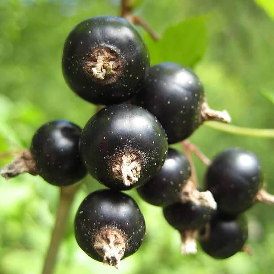 Johannisbeere berry  Seeds 