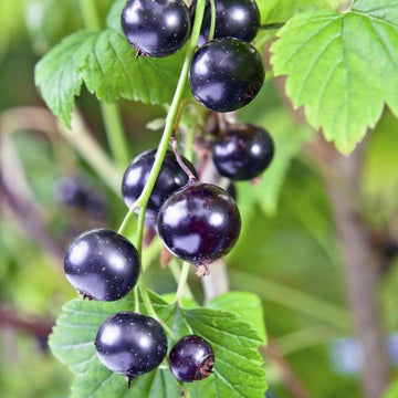 Johannisbeere berry  Seeds 