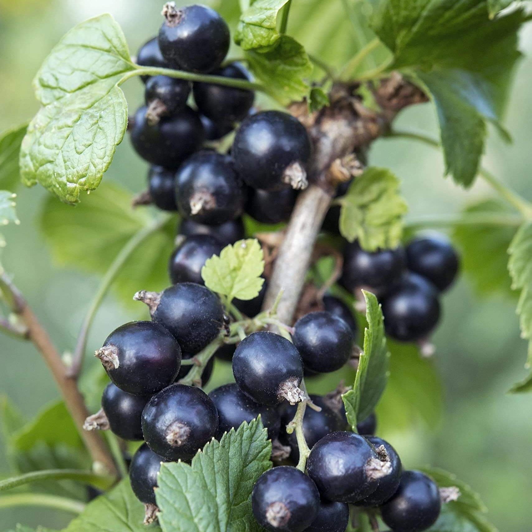 Johannisbeere berry  Seeds 