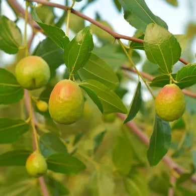 Jojoba Seeds – Simmondsia chinensis