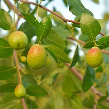 Jojoba Seeds – Simmondsia chinensis