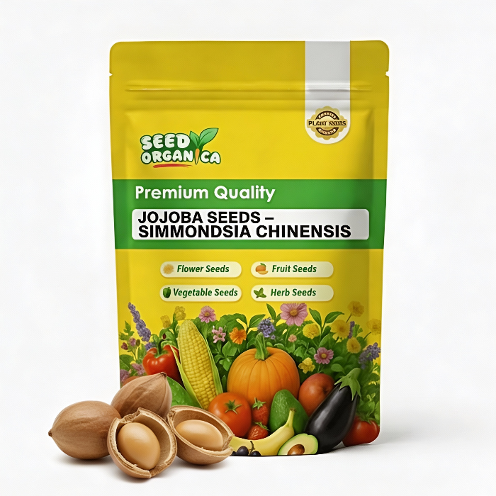Jojoba Seeds – Simmondsia chinensis