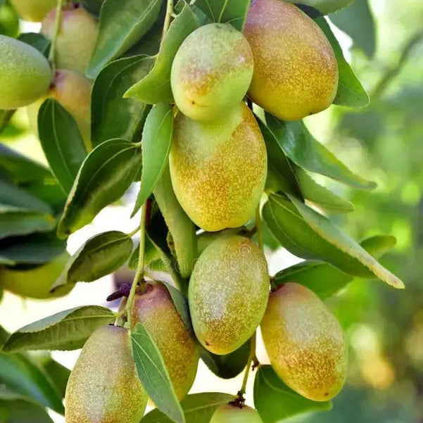 Jojoba Seeds – Simmondsia chinensis