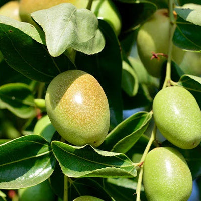 Jojoba Seeds – Simmondsia chinensis