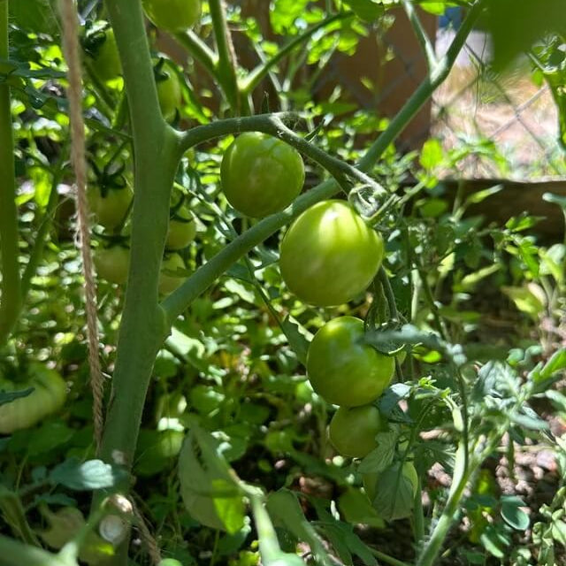 Juicy Snack Tomato Seeds