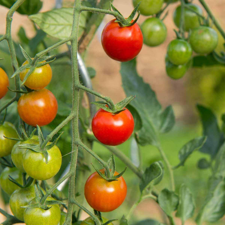 Juicy Snack Tomato Seeds