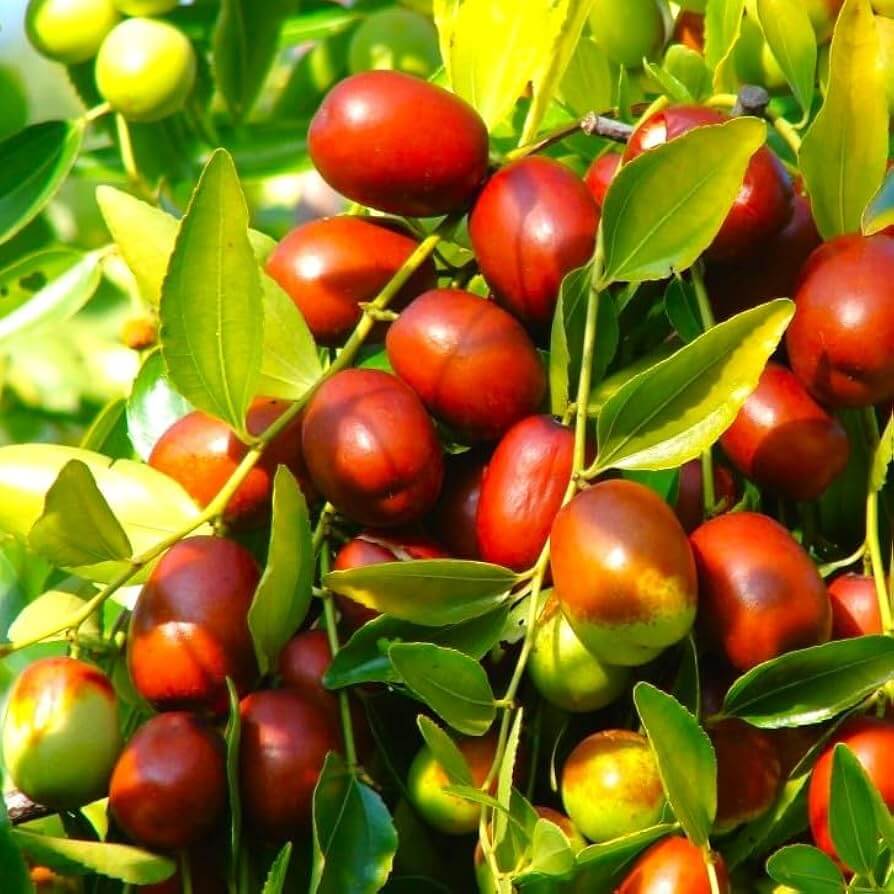 Jujube Seeds – Asian Date