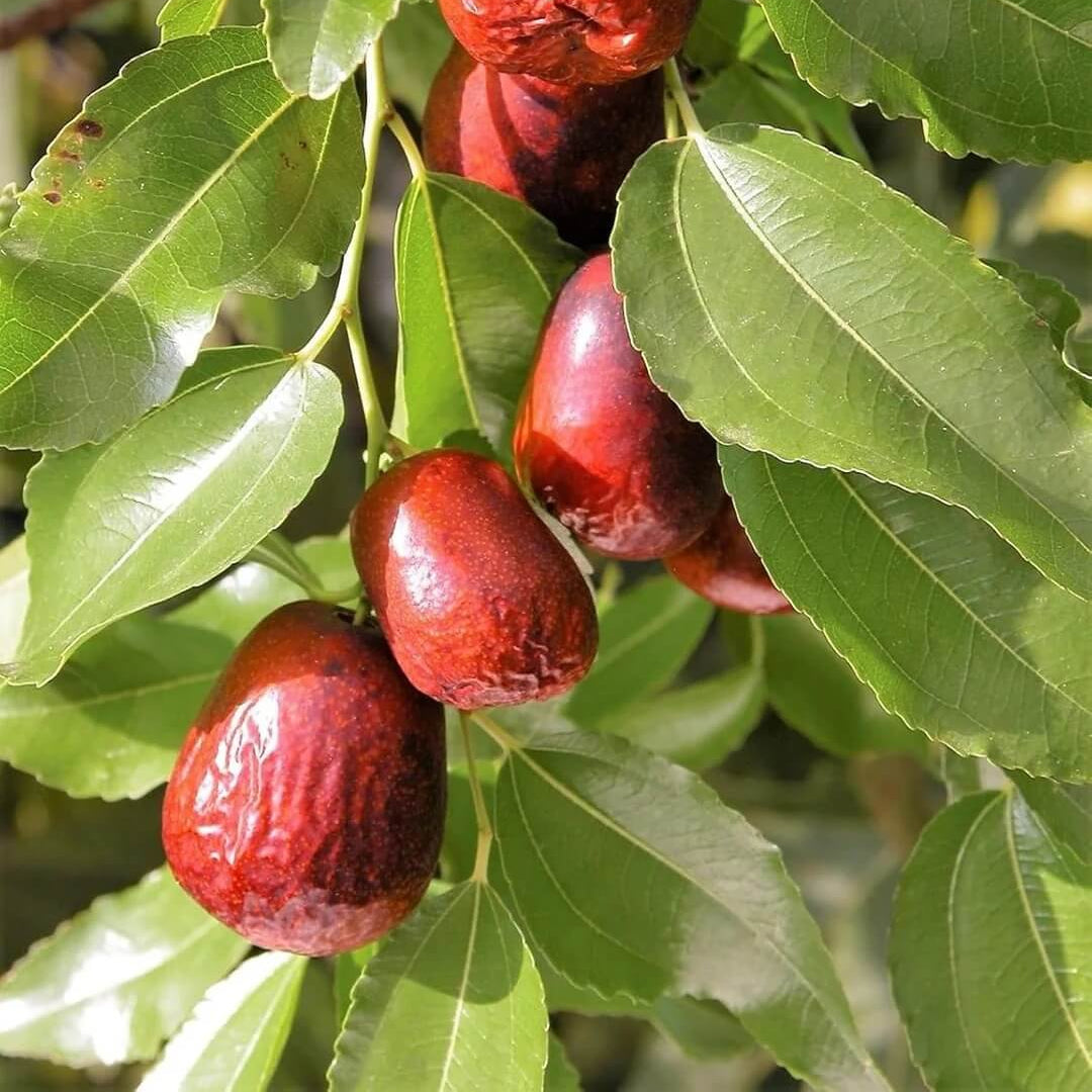 Jujube Seeds – Asian Date