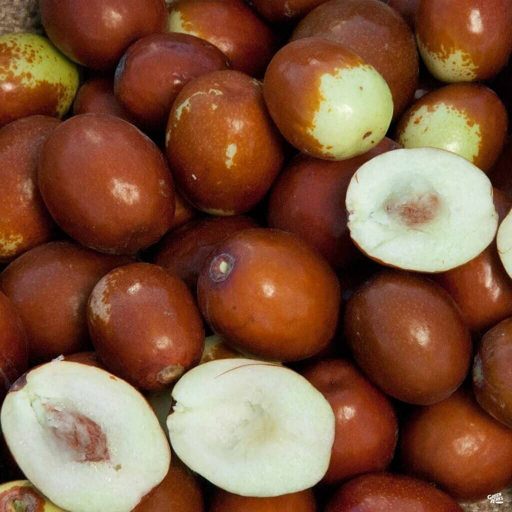 Jujube Seeds – Brown