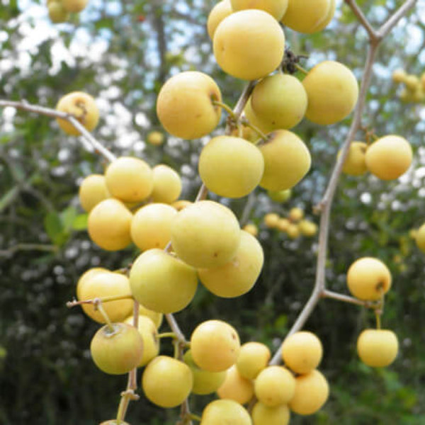 Jujube Seeds – Buffalo Thorn