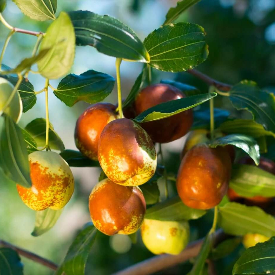Jujube Seeds – Chico