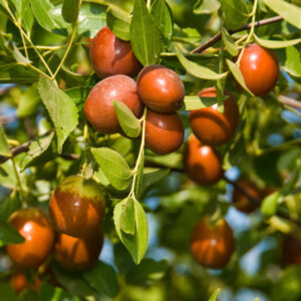 Jujube Seeds – Chico