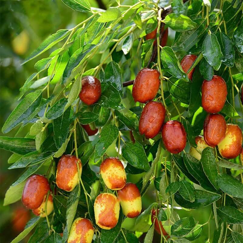 Jujube Seeds – Giant Sweet