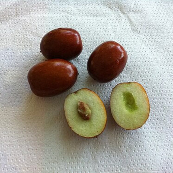 Jujube Seeds – Giant Sweet