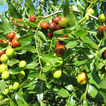 Jujube Seeds – Green-Brown