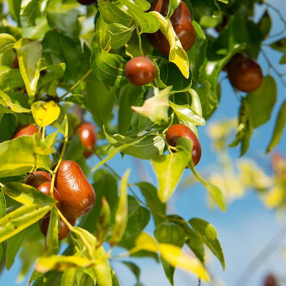 Jujube Seeds – Lang