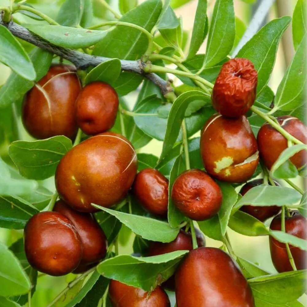 Jujube Seeds – Lang