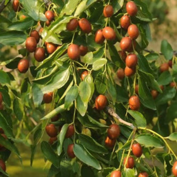 Jujube Seeds – Merron