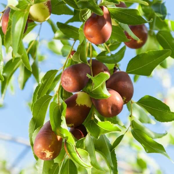 Jujube Seeds – Merron