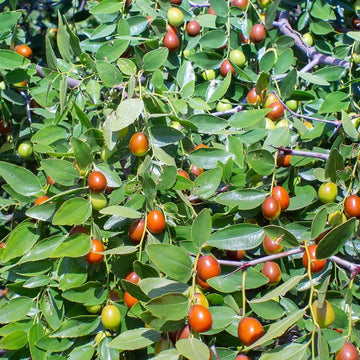 Jujube Seeds – Mixed
