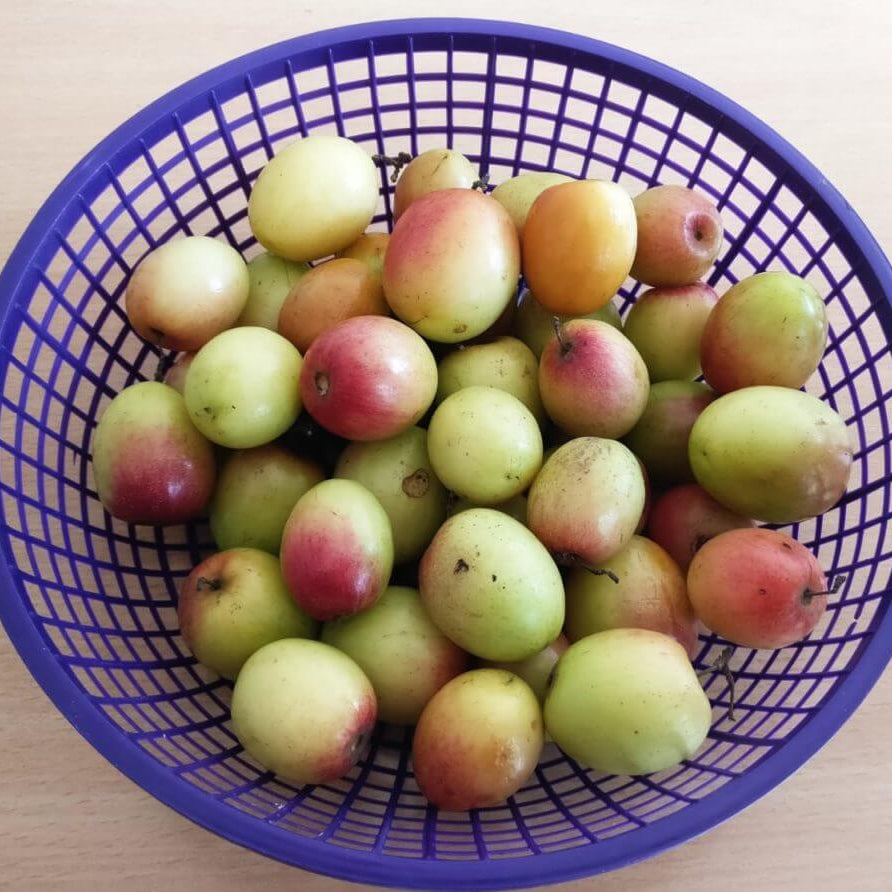 Jujube Seeds – Mixed