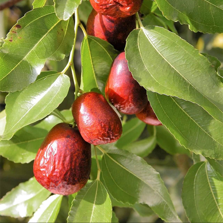 Jujube Seeds – Red