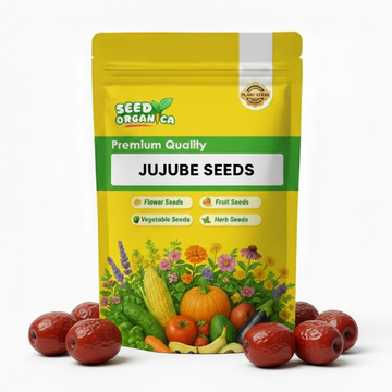 Jujube Seeds