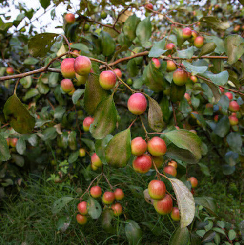 Jujube Seeds - All In One For Home Gardens
