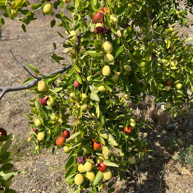 Jujube Seeds - All In One For Home Gardens