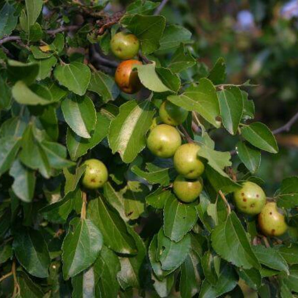 Jujube Seeds – Buffalo Thorn