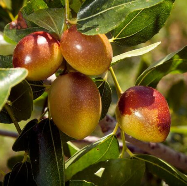 Jujube Seeds – Chico