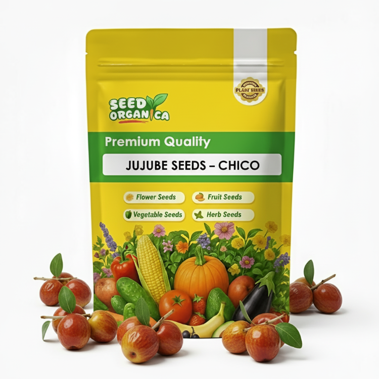 Jujube Seeds – Chico