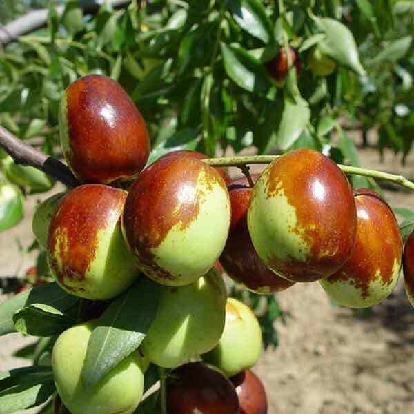 Jujube Seeds – Green-Brown