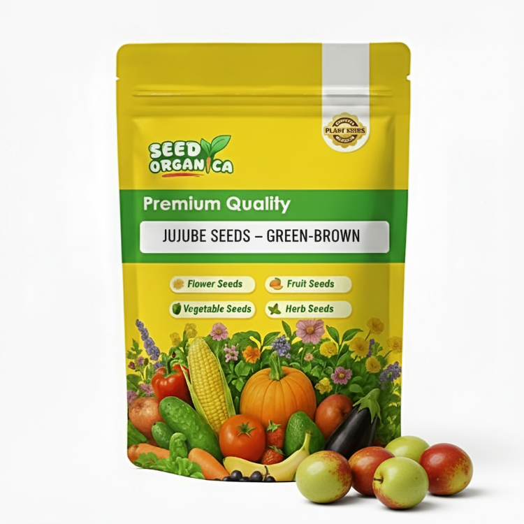 Jujube Seeds – Green-Brown