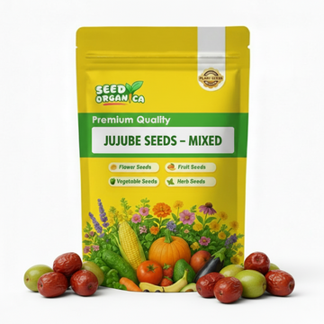 Jujube Seeds – Mixed