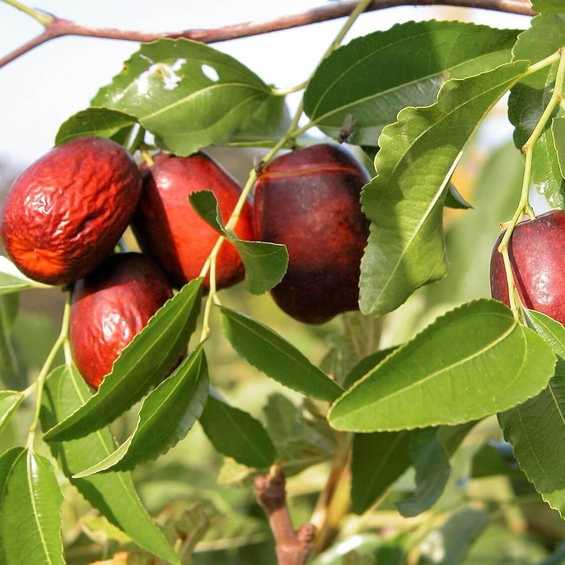 Jujube Seeds – Red