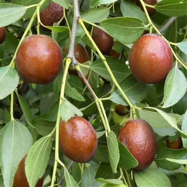 Jujube Seeds – Sugar Cane