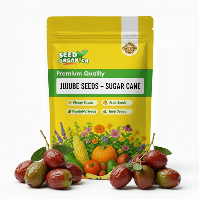 Jujube Seeds – Sugar Cane