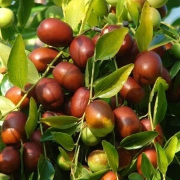Jujube Seeds – Sherwood