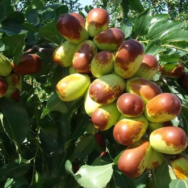 Jujube Seeds – Sherwood