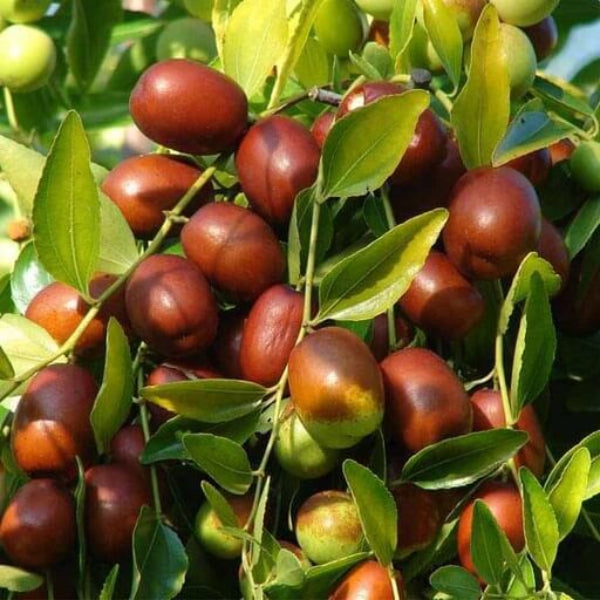 Jujube Seeds – Silverhill