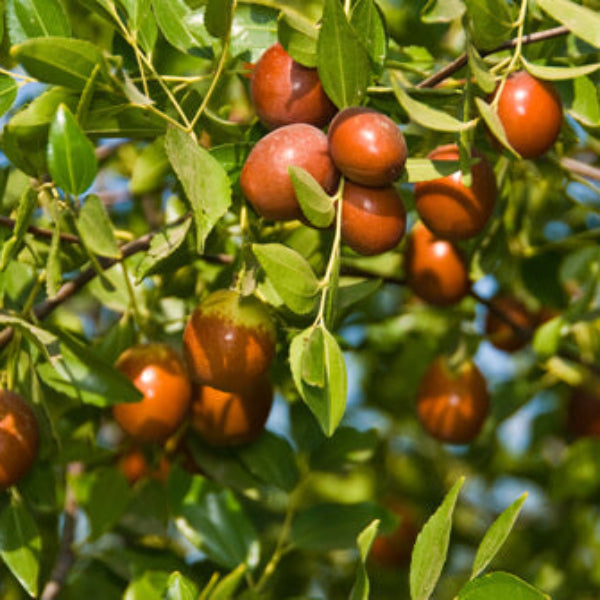 Jujube Seeds – Sugar Cane