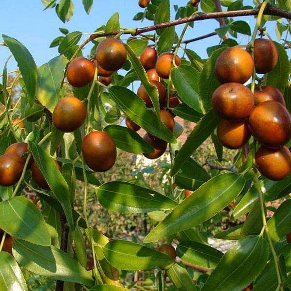 Jujube Seeds – Zizyphus