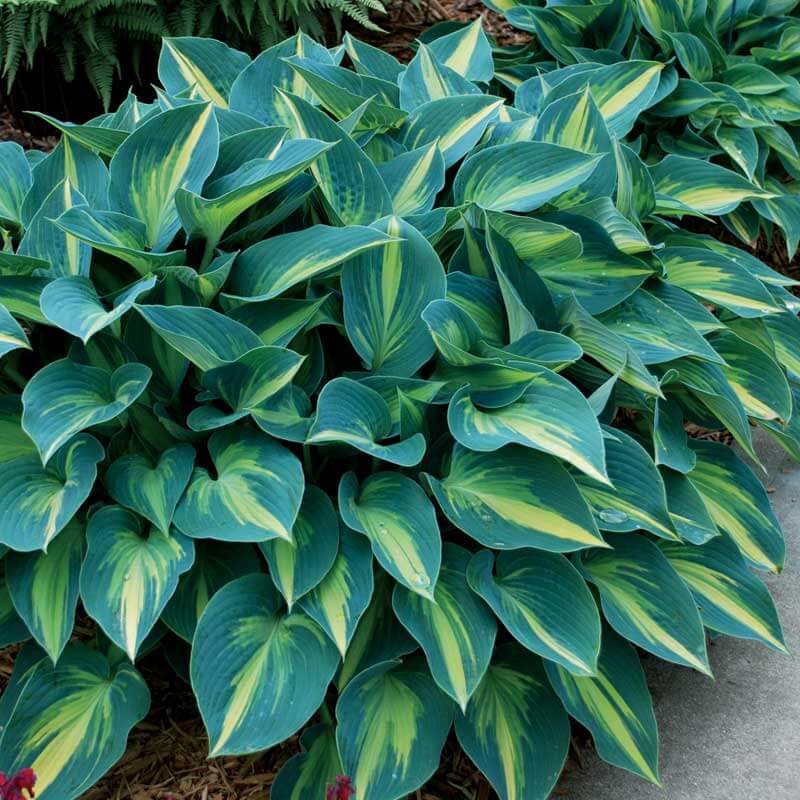 June Hosta Seeds - Flower Plant