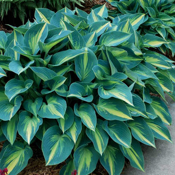 June Hosta Seeds - Flower Plant
