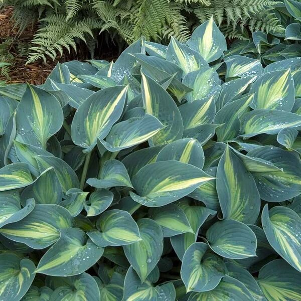 June Hosta Seeds - Flower Plant