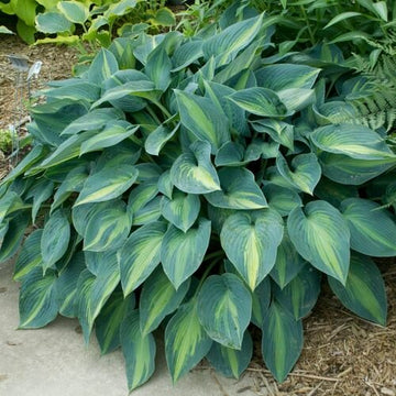 June Hosta Seeds - Flower Plant