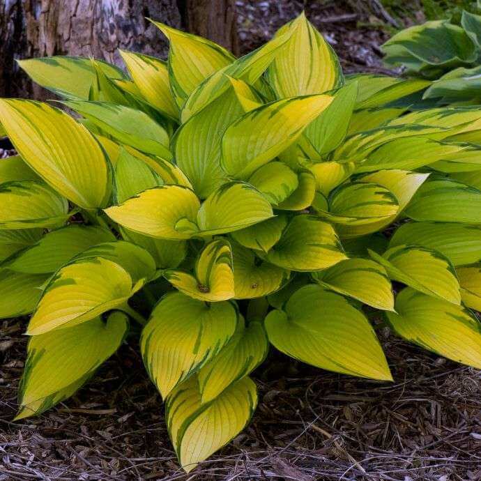 June Hosta Seeds - Flower Plant